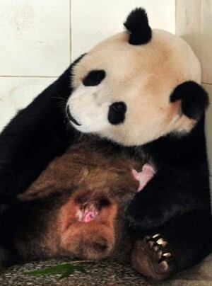 100917-panda-with-baby-ap-9422155-320px