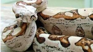 boa-constrictor-101103-02