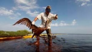 tp-oil-gulf-pelican-cp-8808049