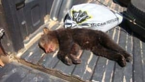 tp-pei-dead-bear