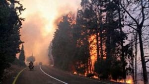 tp-israel-forest-fire-cp-9846944