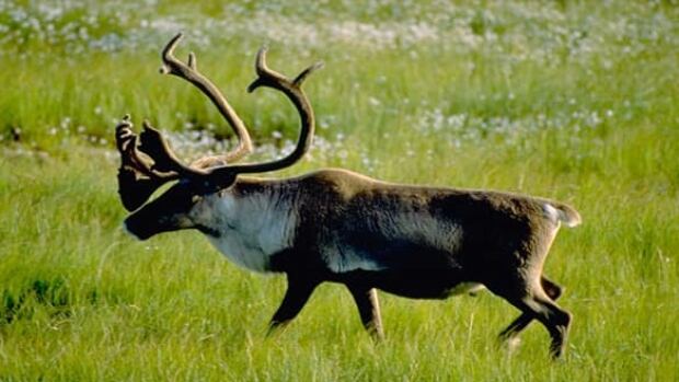 tp_woodland_caribou_cp_1460