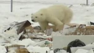 tp-arviat-polar-bear0911