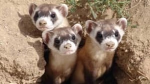 sk-black-footed-ferret09062