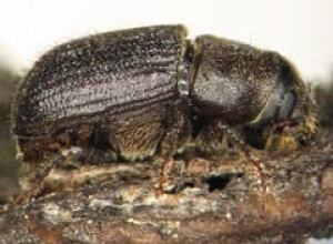dendroctonus-ponderosae