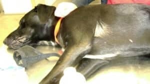 wdr-Abused-Dog2