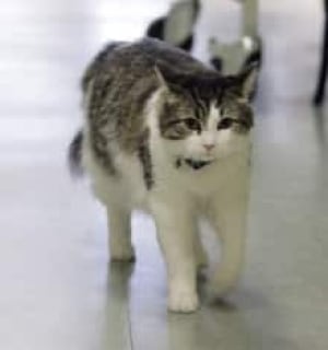 oscar-cat-cp-3346552