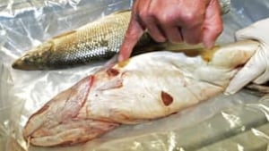 tp_edm_deformed_fish_cp_940