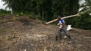 tp-clearcut-forest-RTXRHH7