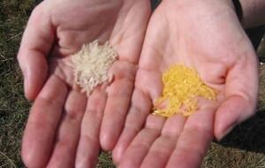 w-golden-rice