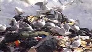 bc-090320-ar-cache-creek-dump-birds1