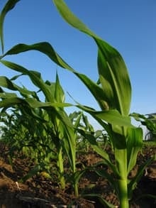 corn-plant-cp-8782786-220x293