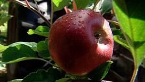 tp-ns-apple-crop