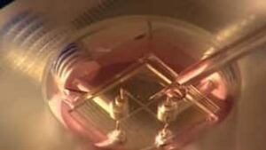 tp-cgy-neurochip