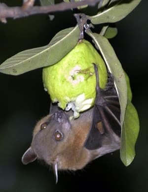 fruit-bat-with-guava-cp-2044140-resized.