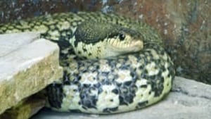 tp-cgy-hognose-snake