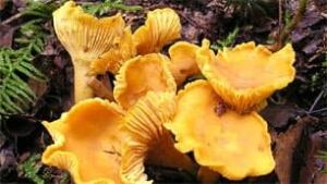 sk-chanterelle-mushrooms-20
