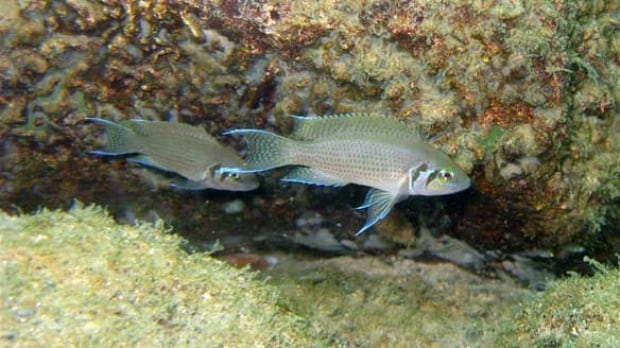 tech-african-fish
