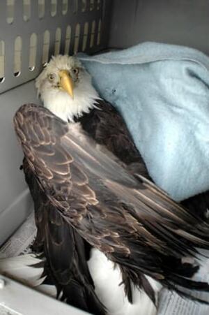 eagle-injured-cp-8459035