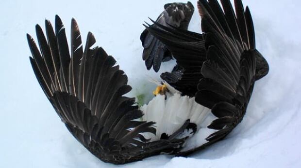 eagle-fall-cp-8459029