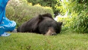 bc-100625-west-van-bear1