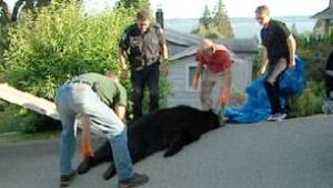 bc-100625-west-van-bear2