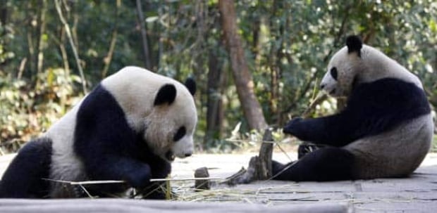 taiwan-pandas-cp-5991690
