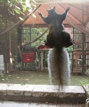 squirrel-didier-combatalade-1911