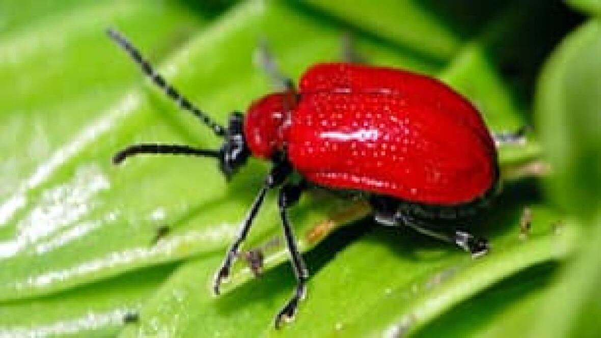 Red lily beetle attacks Calgary Calgary CBC News
