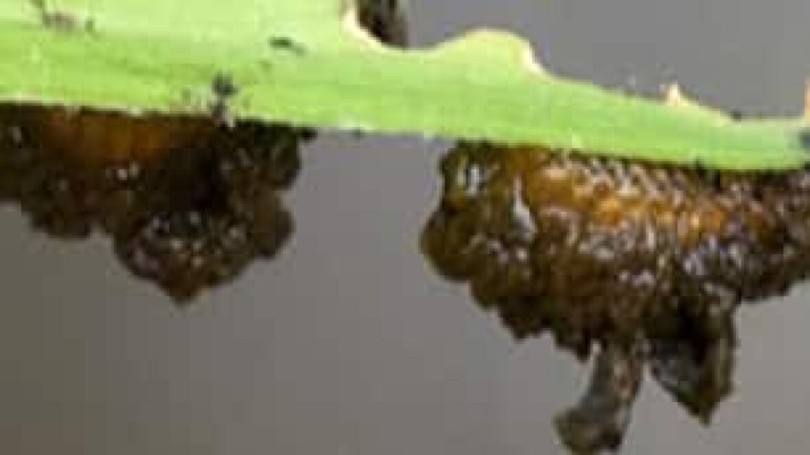 Red lily beetle attacks Calgary CBC News