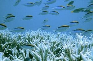 ocean-fish-corals-australia-reuters-350px