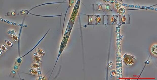 100728-phtoplankton-banner-from-nature