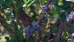 bc-090717-abbotsford-blueberry