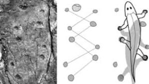tp-nature-fossil-print