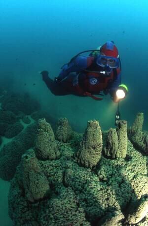 100706-diver-microbialites-300px