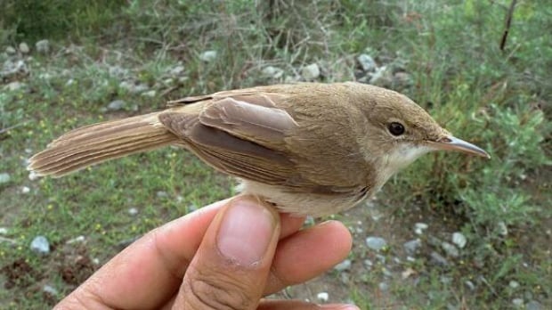 reed-warbler-cp-7962255