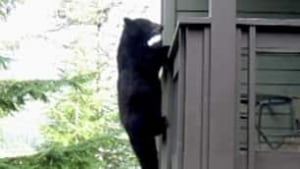 bc-100909-bear-condo1