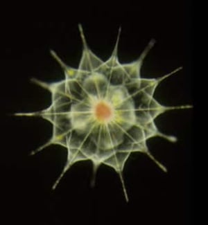 marine-census-cp-8506815