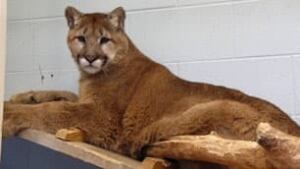 tp-cgy-male-orphan-cougar