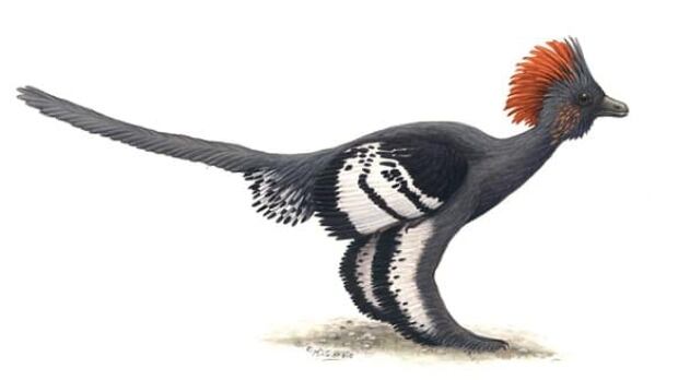 dinosaur-feathers-colour