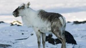 tp-wild-caribou-cp-6459487