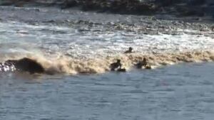 Surfing the tidal bore