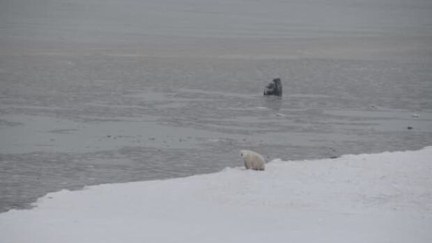 w-polar-bear
