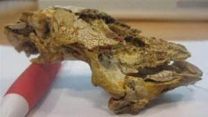 tp-fossil-fish-head
