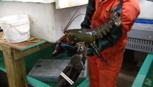 ns-giant-lobster