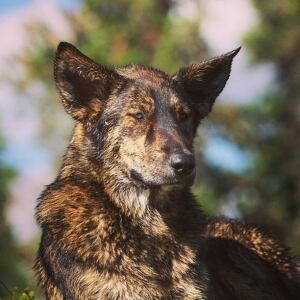 Dog 2 found dead near Melfort