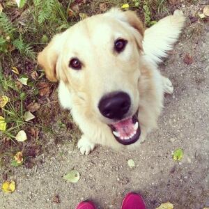 Dog 3 found dead Melfort