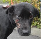 Ottawa dog attack breezy 1 (Oct. 21)