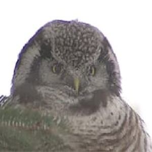 ot-090107-hawk-owl