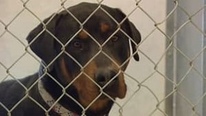 sk-rottweiler090504